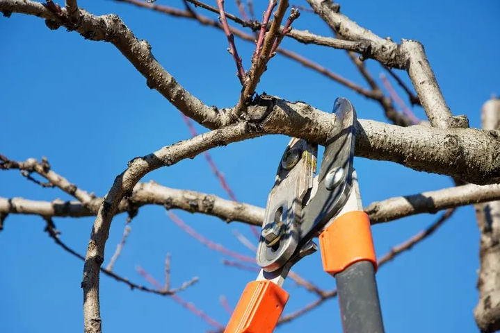 pruning service