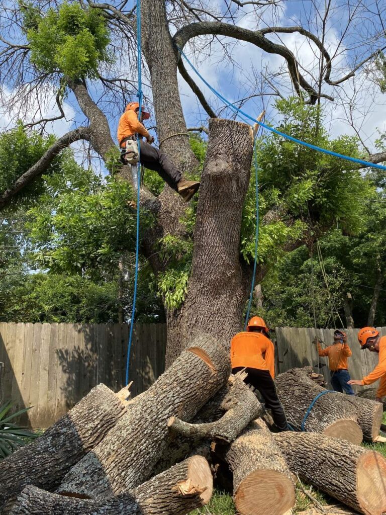 tree takedown service